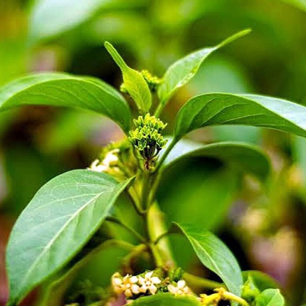 GYMNEMA SYLVESTRE
